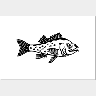 Pacific Ocean Perch Fish Print Posters and Art